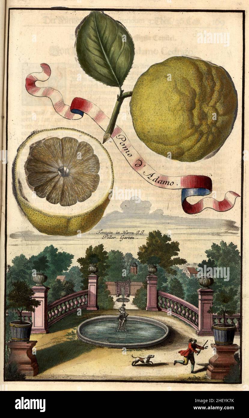 Pomo d' Adamo und Brunnen im Peller Garten, Gartengestaltung, Nürnbergische Hesperides von Johann Christoph Volkamer, 1710 / Garden, Illustration from Nürnbergische Hesperides Garden, 1710, Historisch, Historical, digital improved reproduction of a original from the 18th Century / digital restaurierte Reproduktion voreiner Originallage aus dem 18. Jahrhundert, genaues Originaldatum nicht bekannt Foto Stock