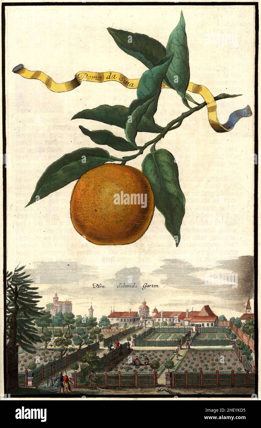 O#Pomo da Sina und der Schmids Garten, Garten von Herrn Schmid, Gartengestaltung, Nürnbergische Hesperides von Johann Christoph Volkamer, 1710 / Garden, Illustrazione dal giardino di Nürnbergische Hesperides, 1710, Historisch, storico, digitale riproduzione migliorata di un originale del 18th secolo / restaurierte digitale Reprodukeperides aus voraliner 18. Jahrhundert, genaues Originaldatum nicht bekannt Foto Stock