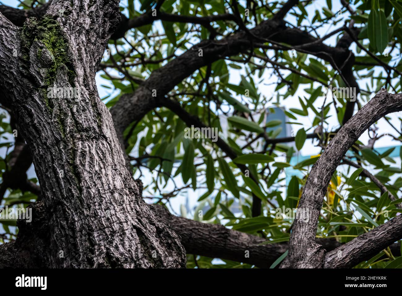 La vista ad angolo basso sotto l'albero verde ombreggiato ha esposto la struttura del legno con foglie che coprono la luce del sole Foto Stock