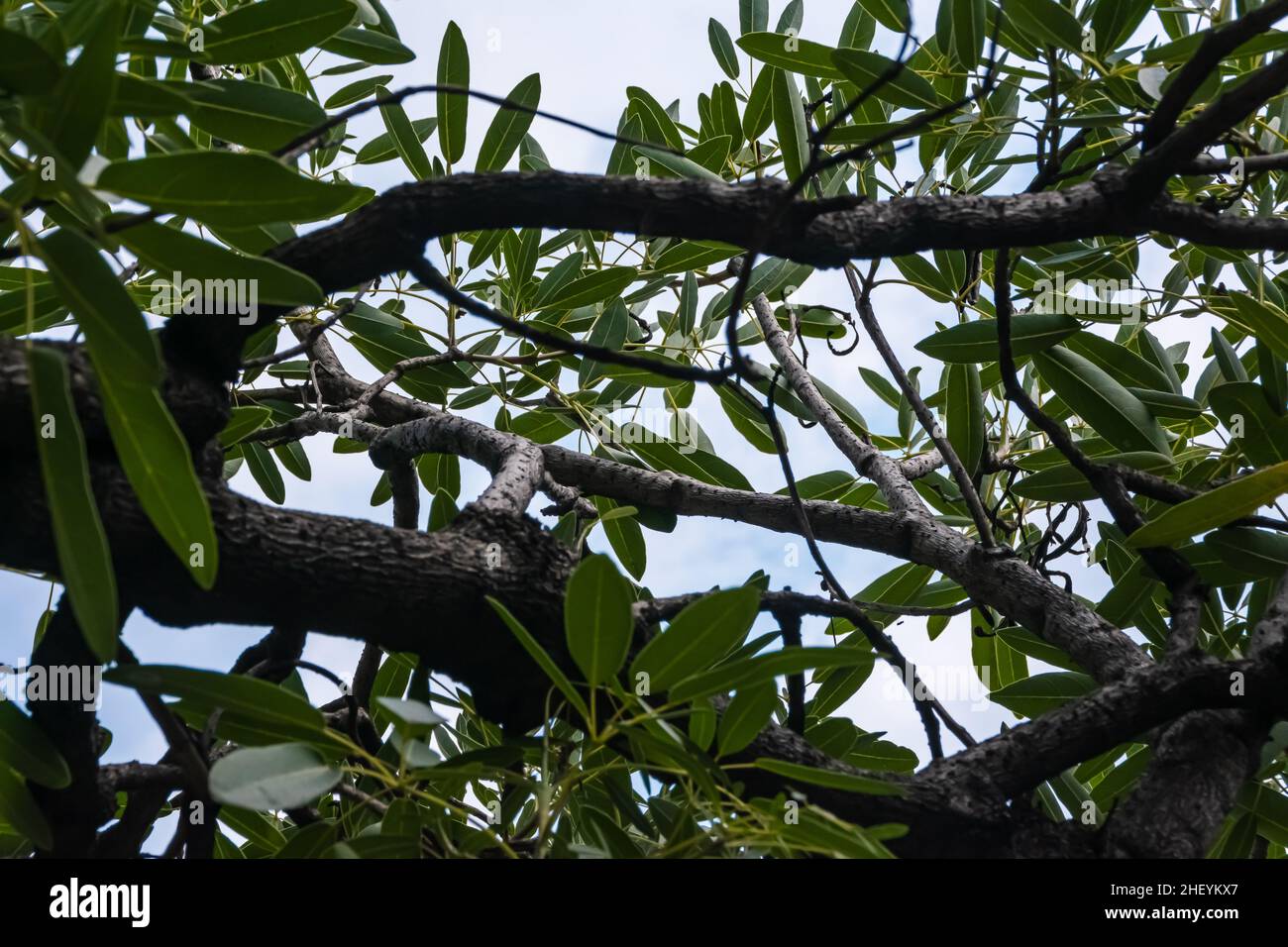 Vista ad angolo basso sotto l'albero verde ombreggiato con foglie che coprono la luce solare Foto Stock