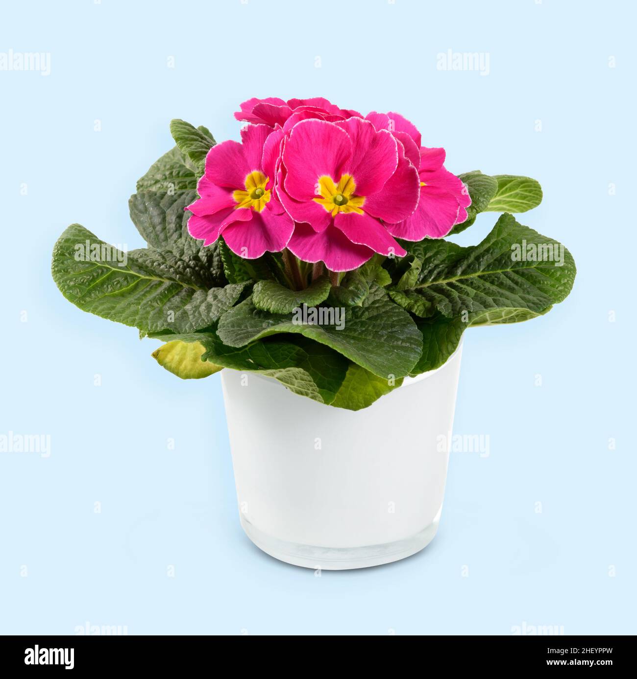 Caserma fresco in vaso Primula vulgaris con fiori in fiore con petali rosa e giallo su sfondo azzurro chiaro Foto Stock