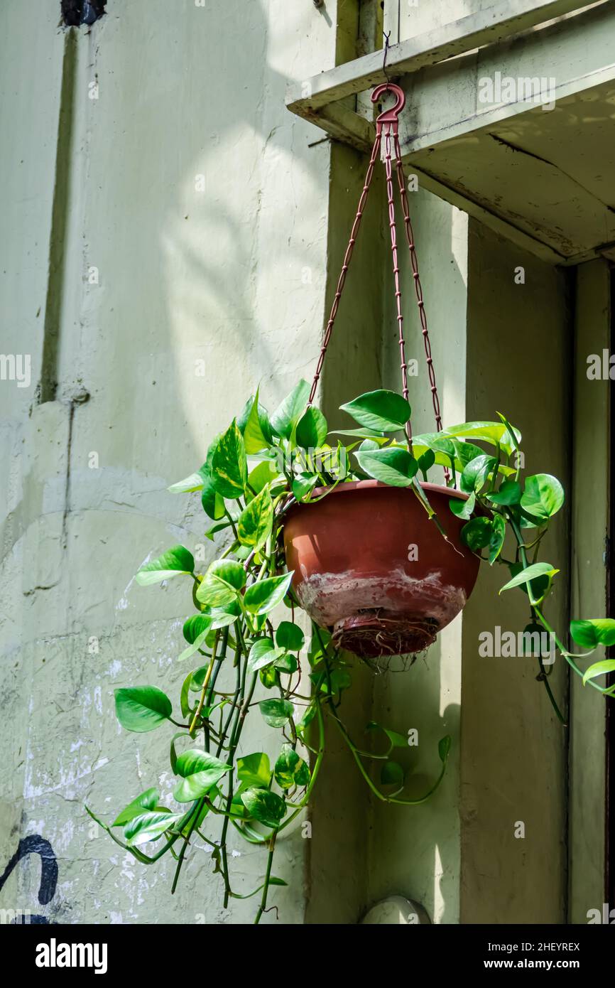 decorato superriduttore foglie pianta sul vaso di plastica appeso alla parete Foto Stock