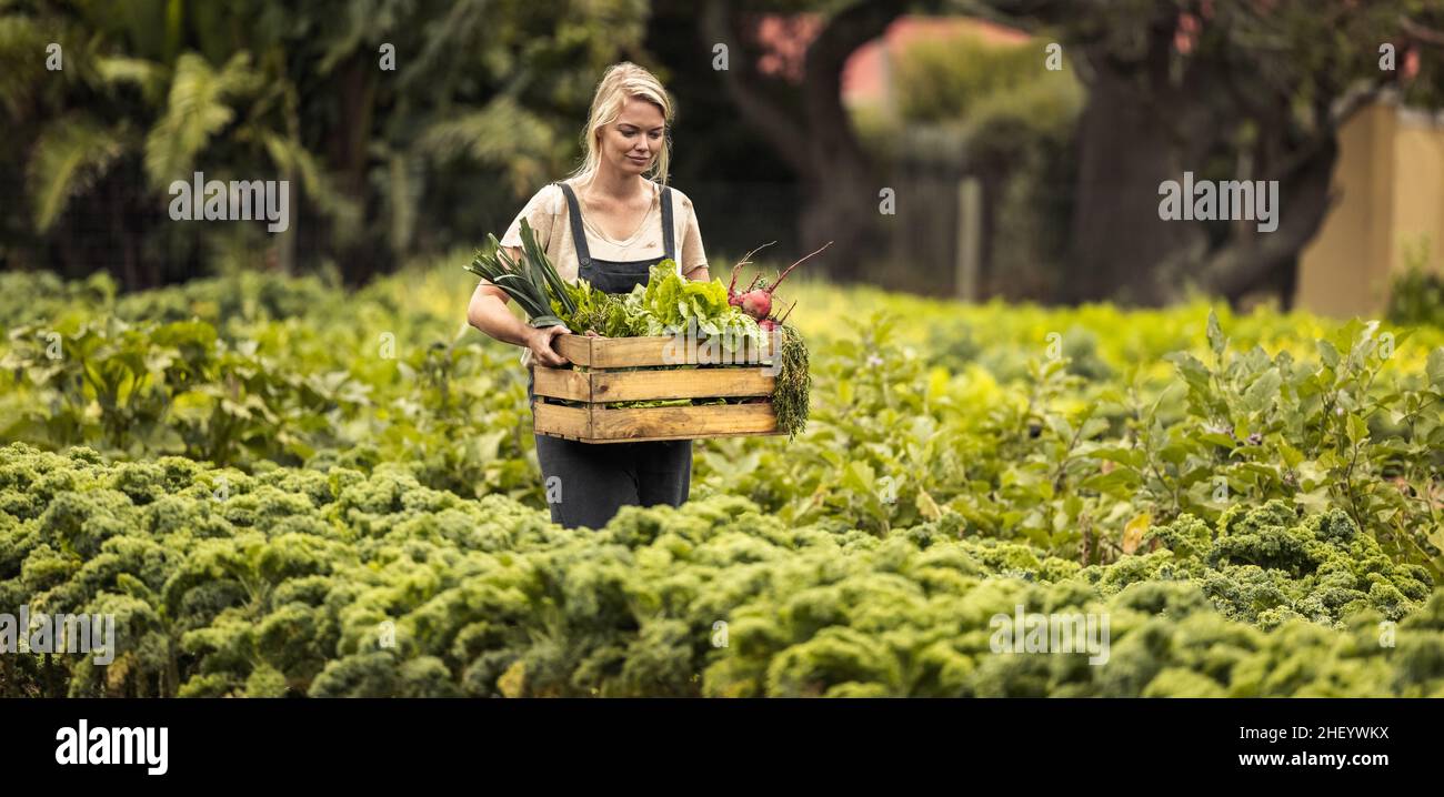 Giovane donna che raccoglie nella sua fattoria di verdure. Agricoltore biologico femminile che tiene una scatola piena di prodotti freschi selezionati mentre cammina attraverso il suo giardino. Auto Foto Stock