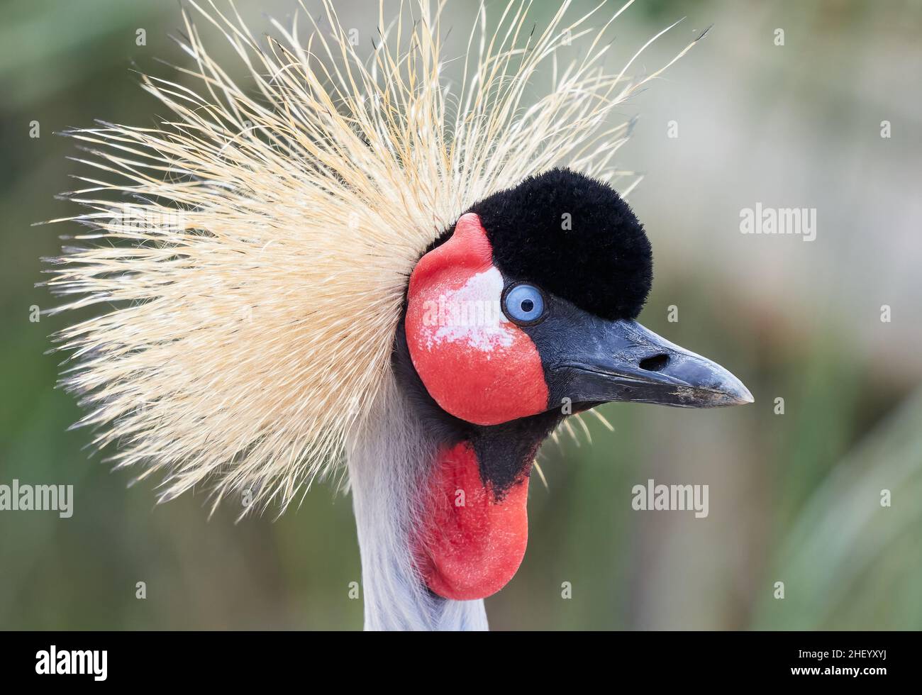 Ritratto di Gray o African incoronato Crane Baleari regulorum a Slimbridge Gloucestershire Regno Unito - uccello prigioniero Foto Stock