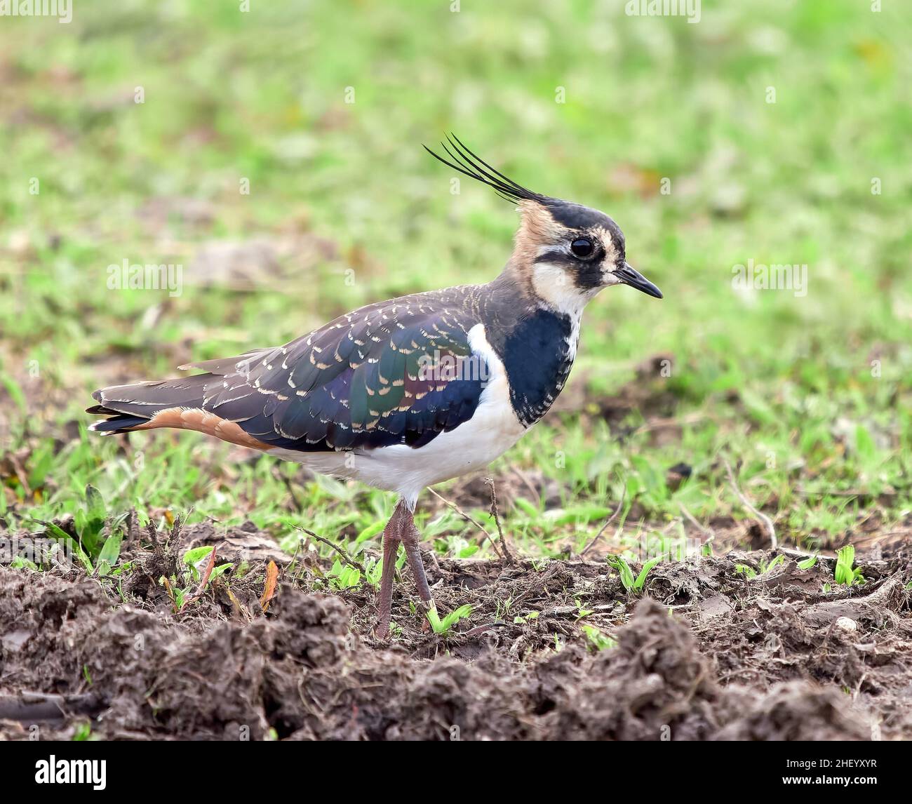 Pewing peewit o plover verde Vanellus vanellus in un prato del Gloucestershire Regno Unito Foto Stock