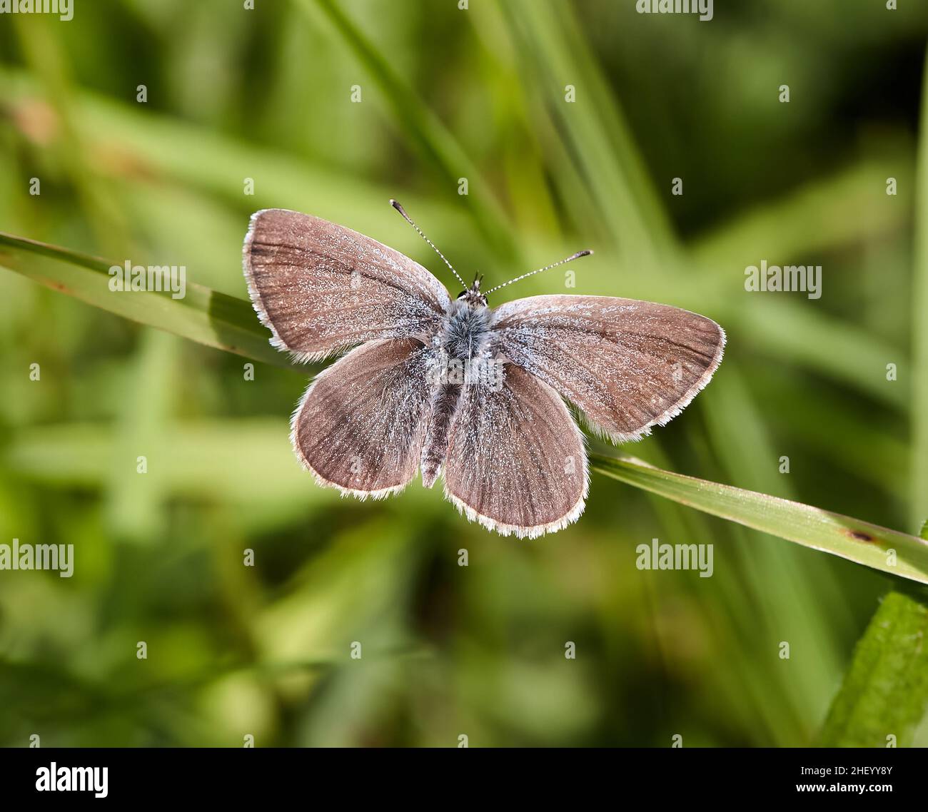 Femmina piccolo blu Cupido minimus a Stoke Camp Reserve nelle colline Mendip di Somerset Regno Unito - la farfalla più piccola della Gran Bretagna Foto Stock