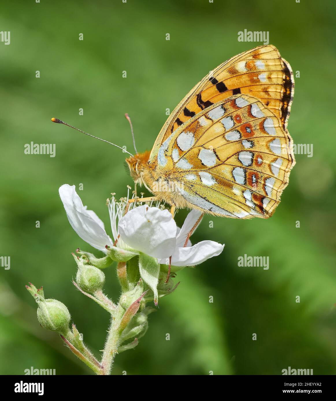 Alta brown fritillary Argynnis adippe sul rovo a Heddon Valley in North Devon Coast UK che mostra caratteristiche di inanellare russet spot su hindwing Foto Stock