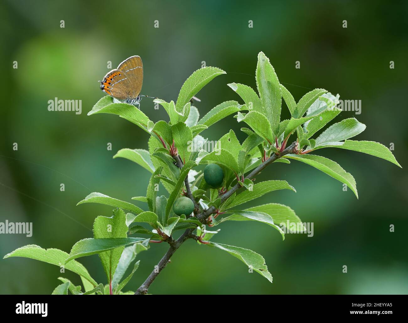 Black Hairstreak Satyrium pruni sulla sua pianta alimentare Blackthorn o Sloe Prunus spinosa a Bernwood in Buckinghamshire UK Foto Stock