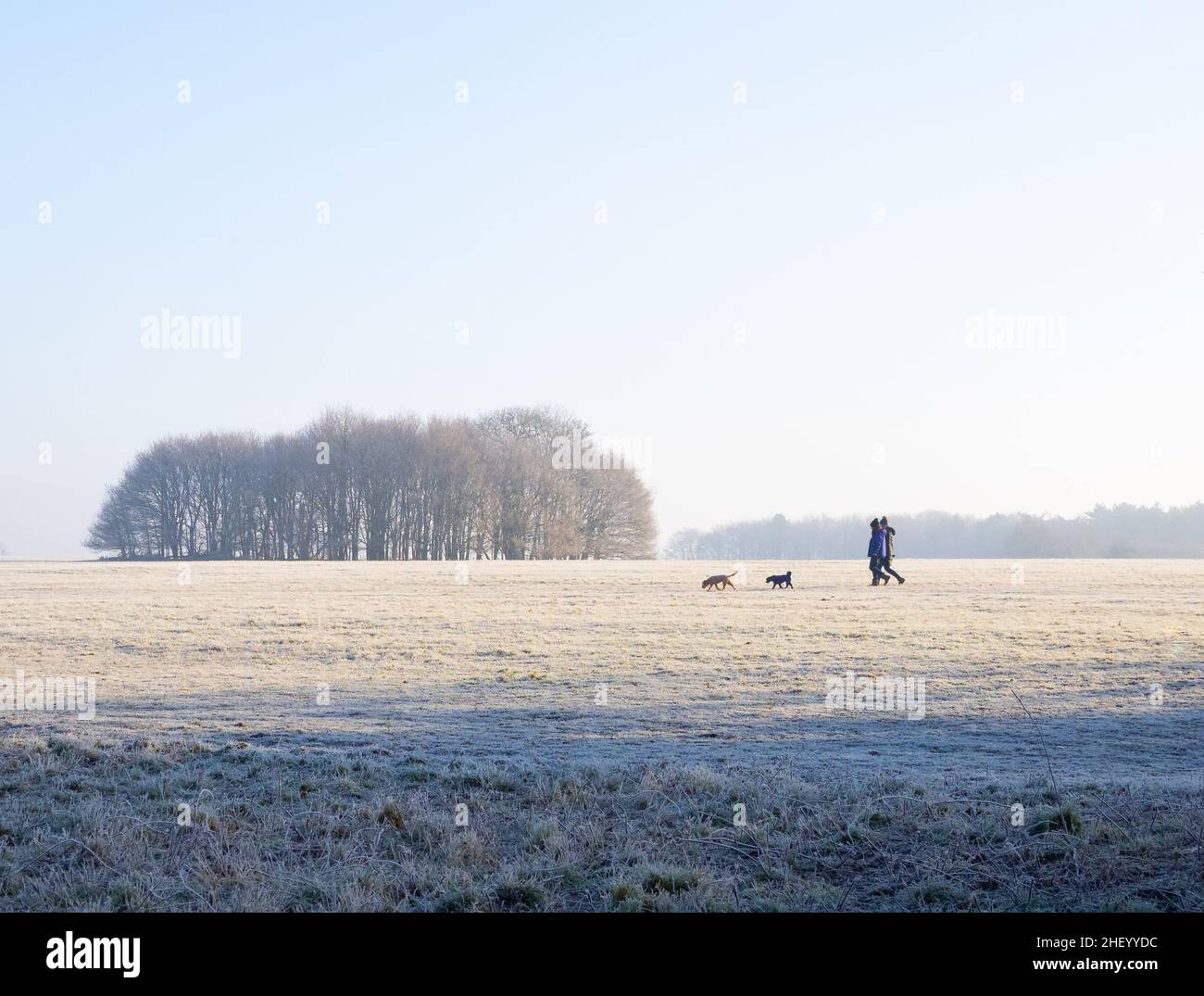 Mattinata gelida con cani a piedi e debole sole invernale al parco Ashton Court vicino a Bristol UK Foto Stock