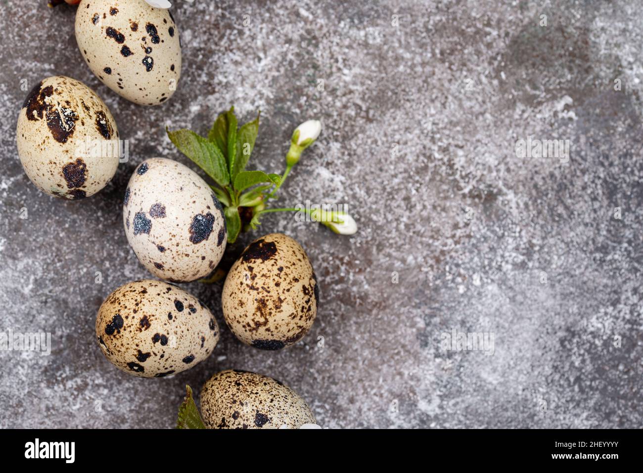 Concetto di Pasqua. Uova di quaglia e fiore di primavera Foto Stock