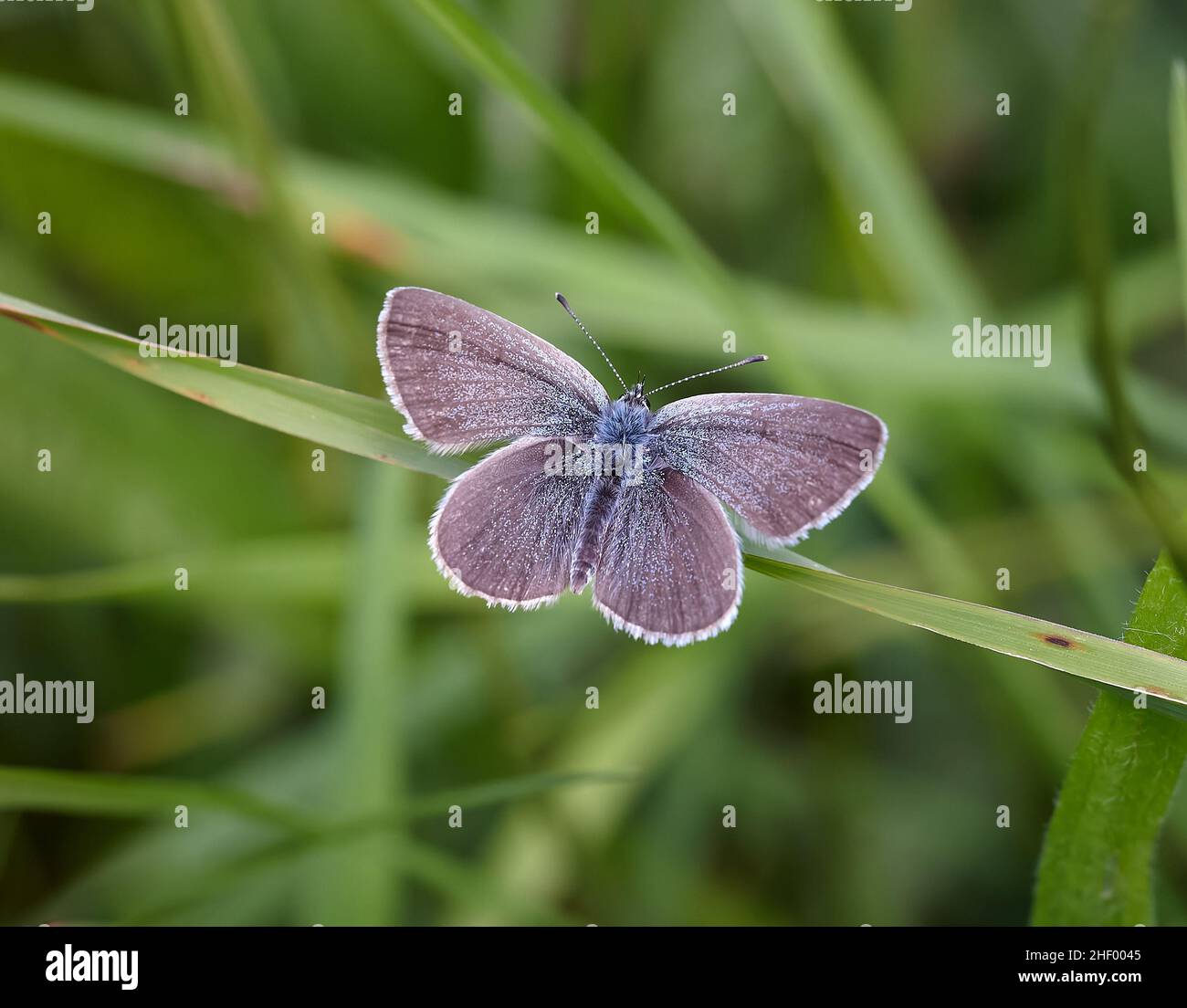 Maschio piccolo Blue Cupido minimus a Stoke Camp Reserve nelle colline Mendip del Somerset Regno Unito - la farfalla più piccola della Gran Bretagna Foto Stock