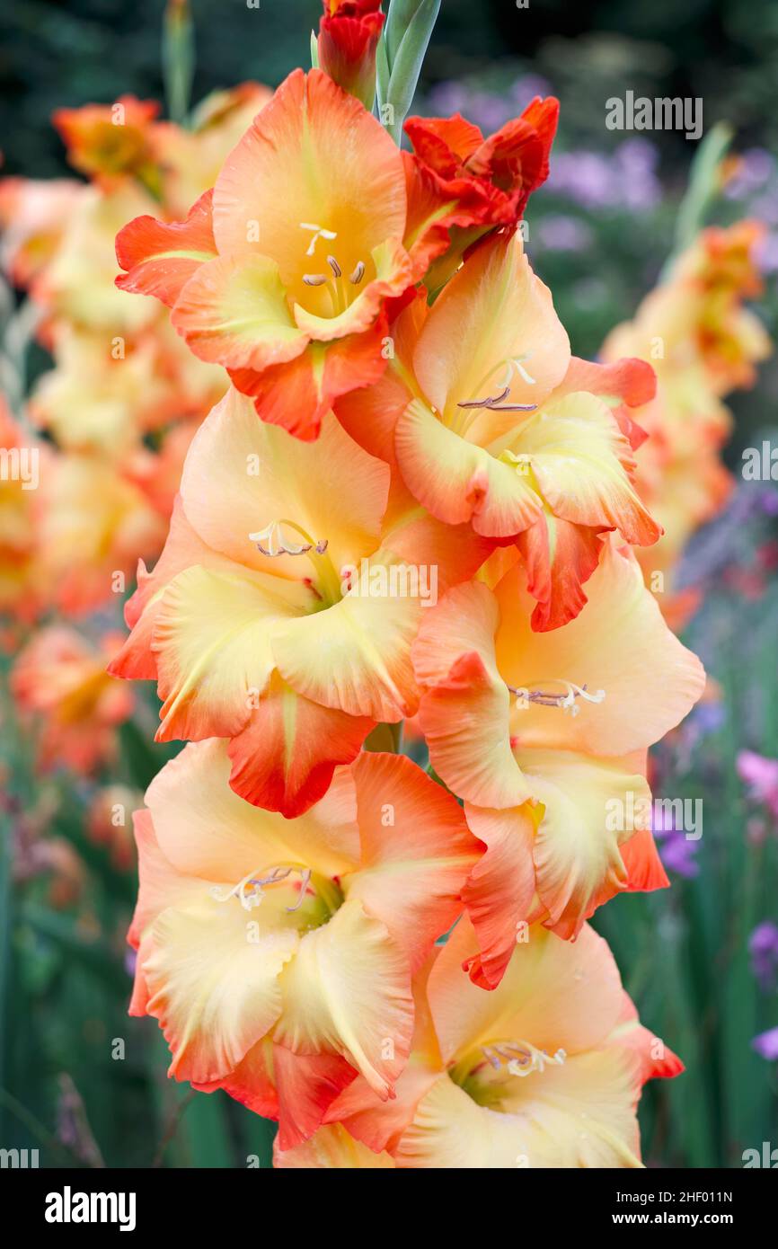 Gladiolus - Principessa Margaret Rose  Norfolk UK Foto Stock