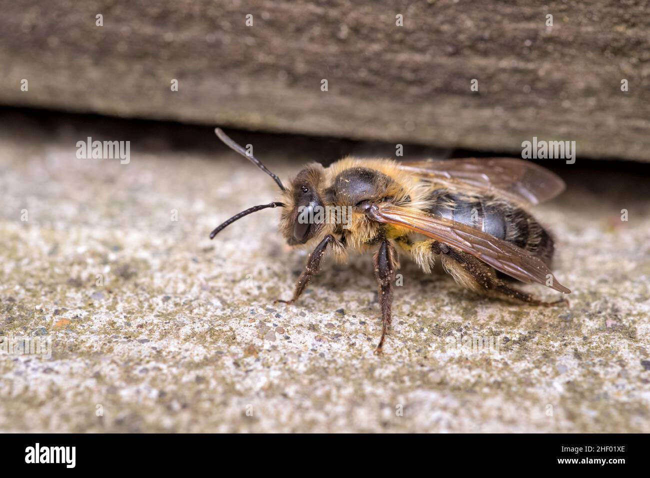 Andrena scotica, Chocolate Mining Bee - femmina da nido ingresso  Norfolk UK Foto Stock