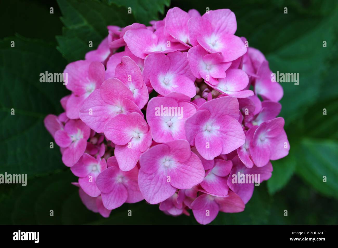 Hydrangea rosa con delicati petali e foglie verdi, Hydrangea in giardino , testa di fiore, bellezza nella natura, hydrangea macro fiorente, foto floreale, Foto Stock