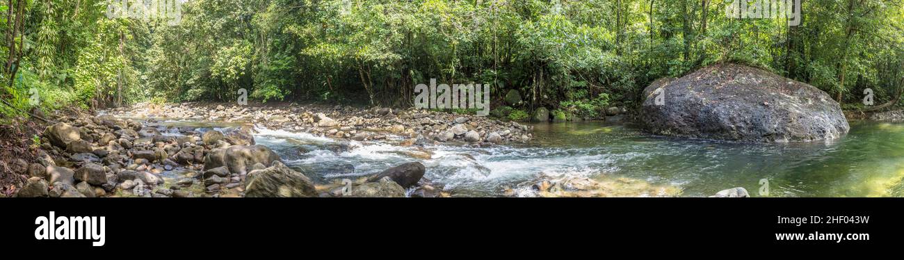 Alberi e torrente nella giungla selvaggia di Dominica, una riserva naturale Foto Stock