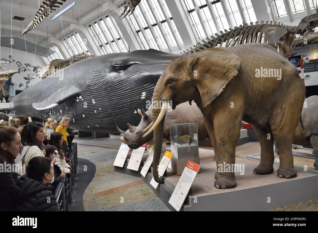 Mostre animali di mammiferi esposte al Natural History Museum di Londra nel Regno Unito. Foto Stock
