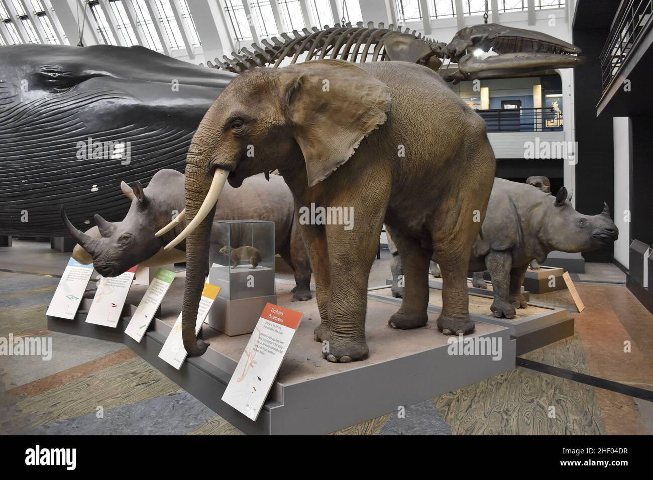 Mostre animali di mammiferi esposte al Natural History Museum di Londra nel Regno Unito. Foto Stock