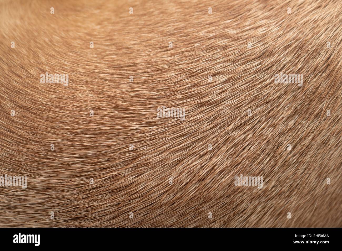 Tessuto di pelliccia di cane marrone chiaro. Fotografia macro Foto Stock