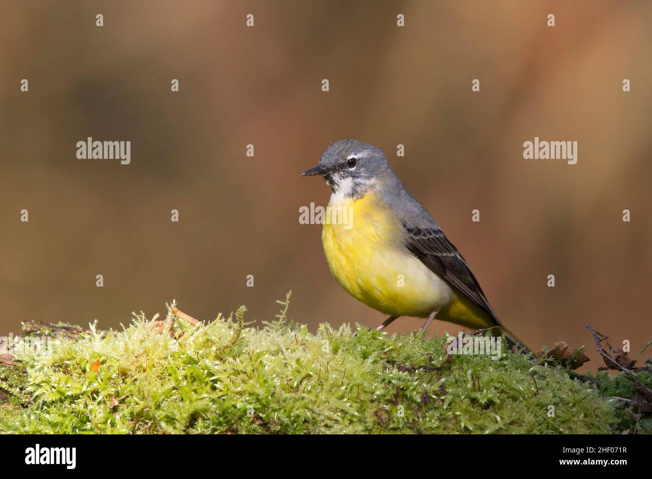 Primo piano di un uccello selvatico grigio di coda di cavallo (Motacilla cinerea) isolato all'aperto in piedi su un tronco di albero coperto di muschio nel bosco del Regno Unito. Copia spazio a sinistra. Foto Stock