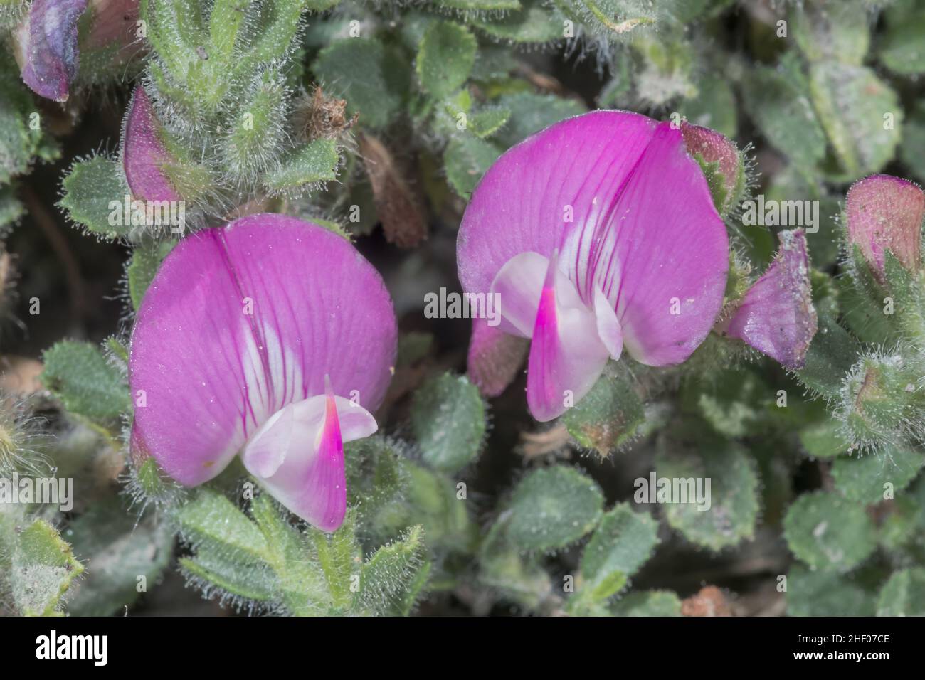Rentharrow comune (Ononis repens), Fabaceae. Isola di Wight, Regno Unito Foto Stock