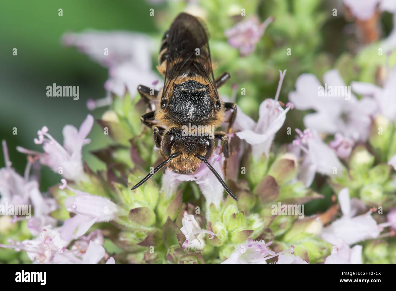 Coda affilata / Cuckoo Bee (Coelioxys elongata) femmina, Megachilidae. Sussex, Regno Unito Foto Stock