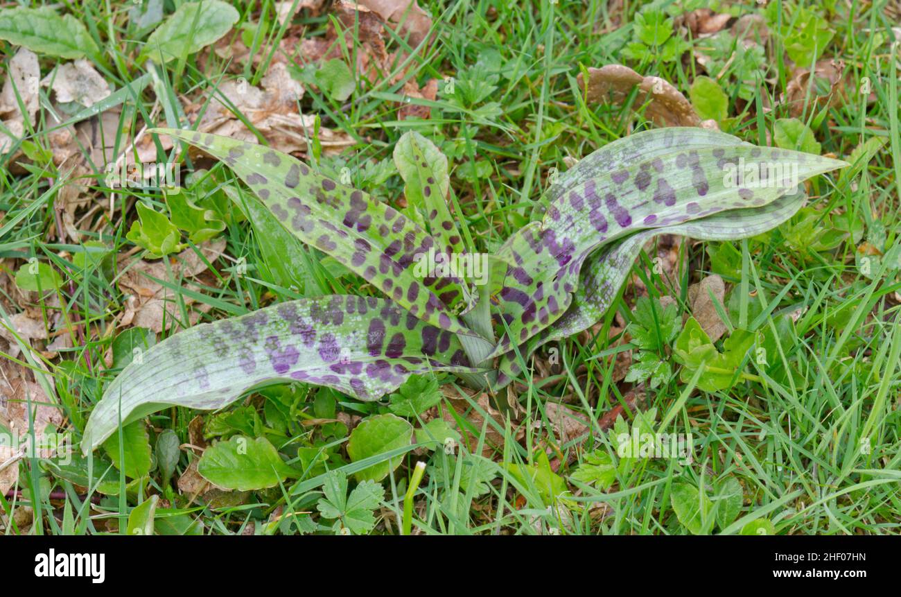 Rosetta di basello delle orchidee di prima viola (mascula delle orchide), Orchidaceae. Sussex, Regno Unito Foto Stock