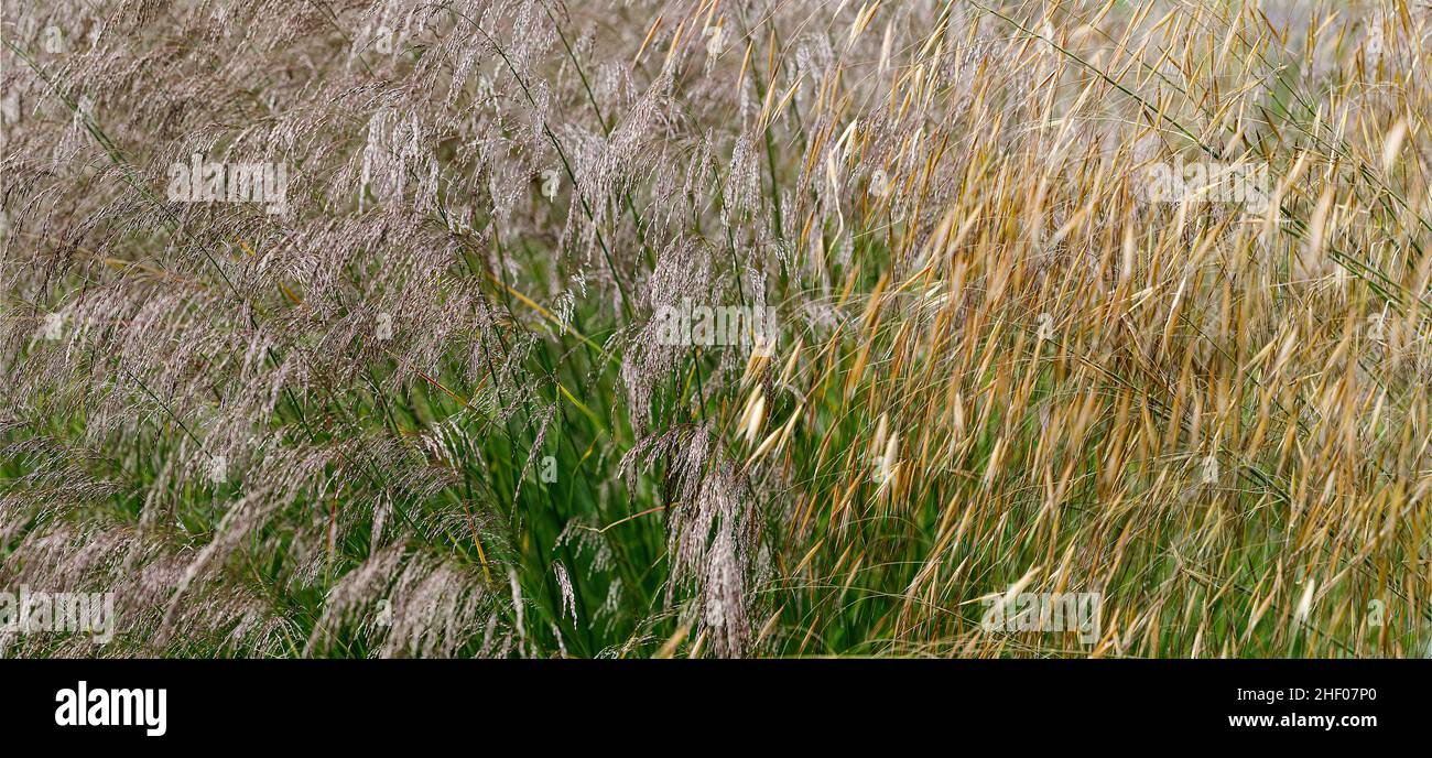 Panorama di erbe Foto Stock