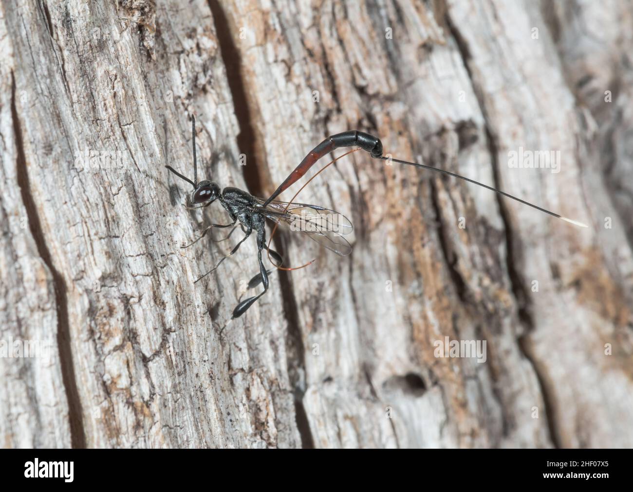 Ovipositor parassita femminile di Wasp (Gasteruption cf jaculator), Evanioidea, Gasteruptiidae. Sussex, Regno Unito Foto Stock