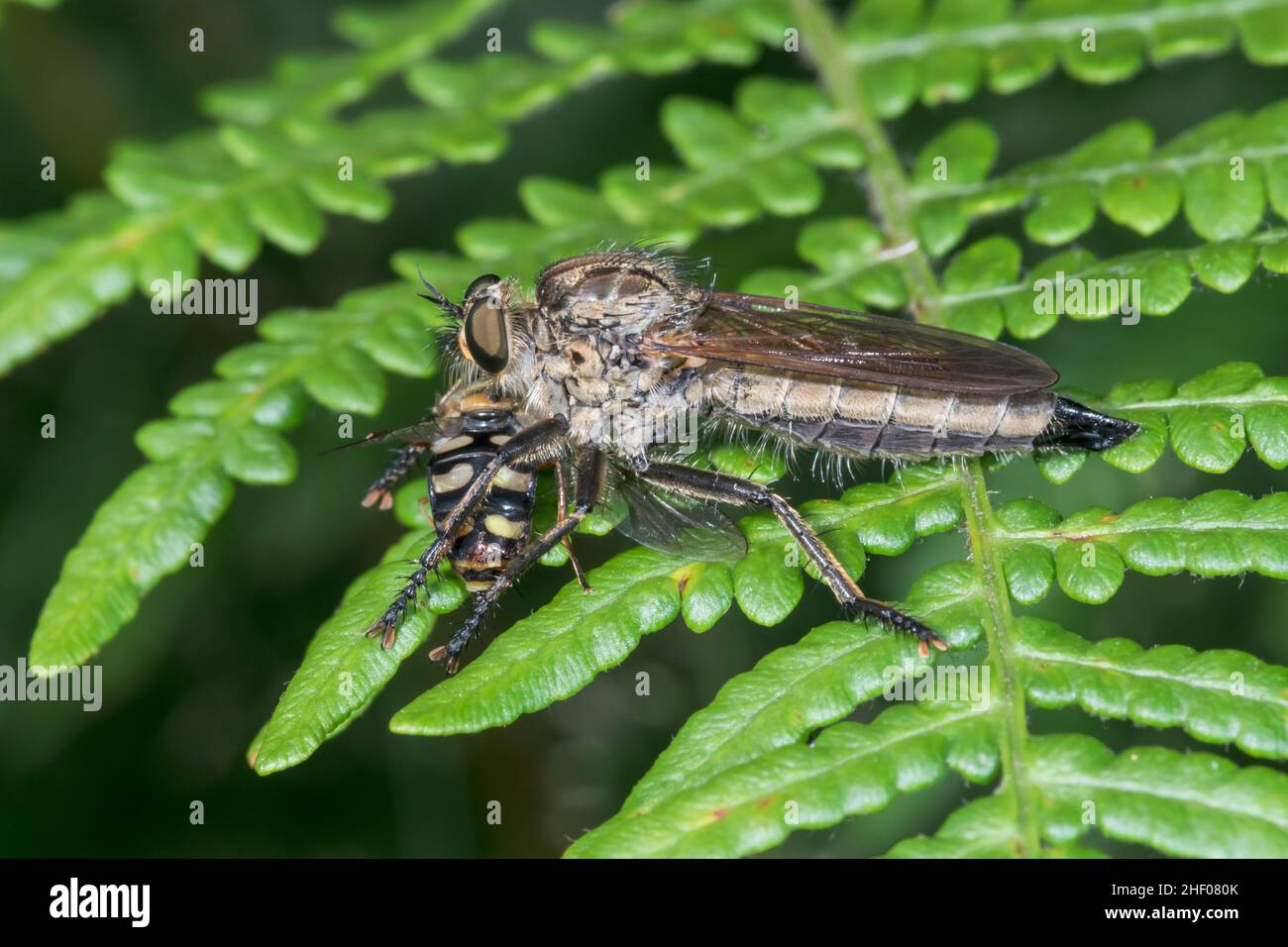 Robberfly (Eutolmus rufibarbis) con preda di Hoverfly, Asilidae. Sussex, Regno Unito Foto Stock