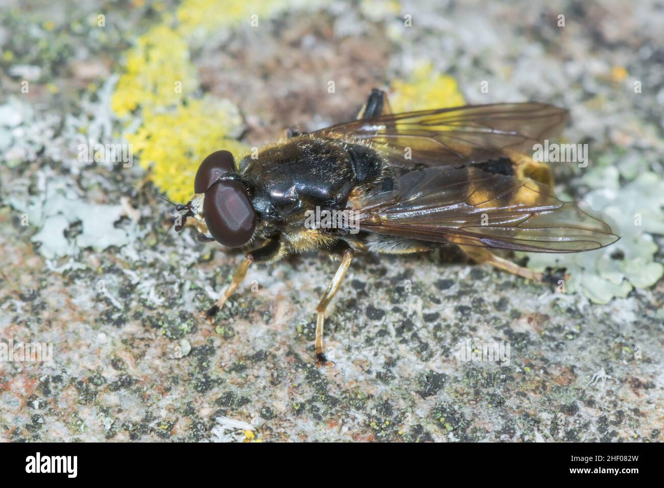Hoverfly dalla coda dorata (Xylota sylvarum), Syrphidae. Sussex Regno Unito Foto Stock