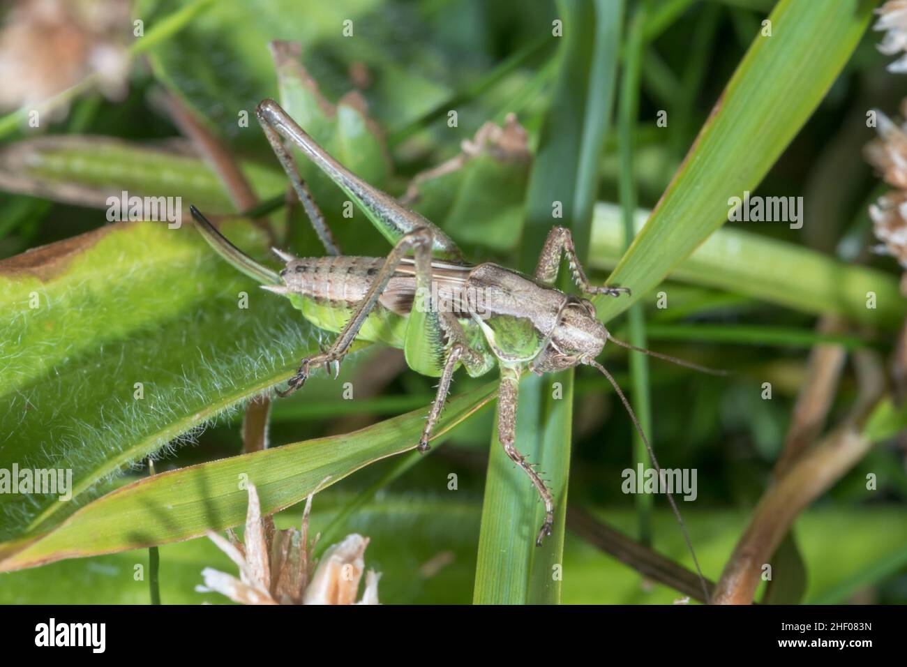 Forma verde di cricket grigio di Bush (Platycleis albopunctata), Tettigoniidae. Isola di Wight, Regno Unito Foto Stock