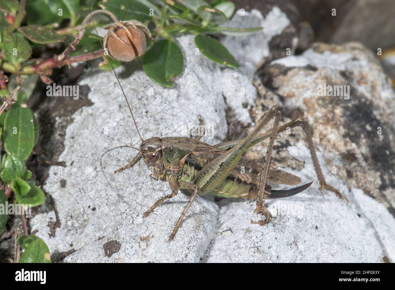 Cricket grigio di Bush (Platycleis albopunctata) su roccia, Tettigoniidae. Isola di Wight, Regno Unito Foto Stock