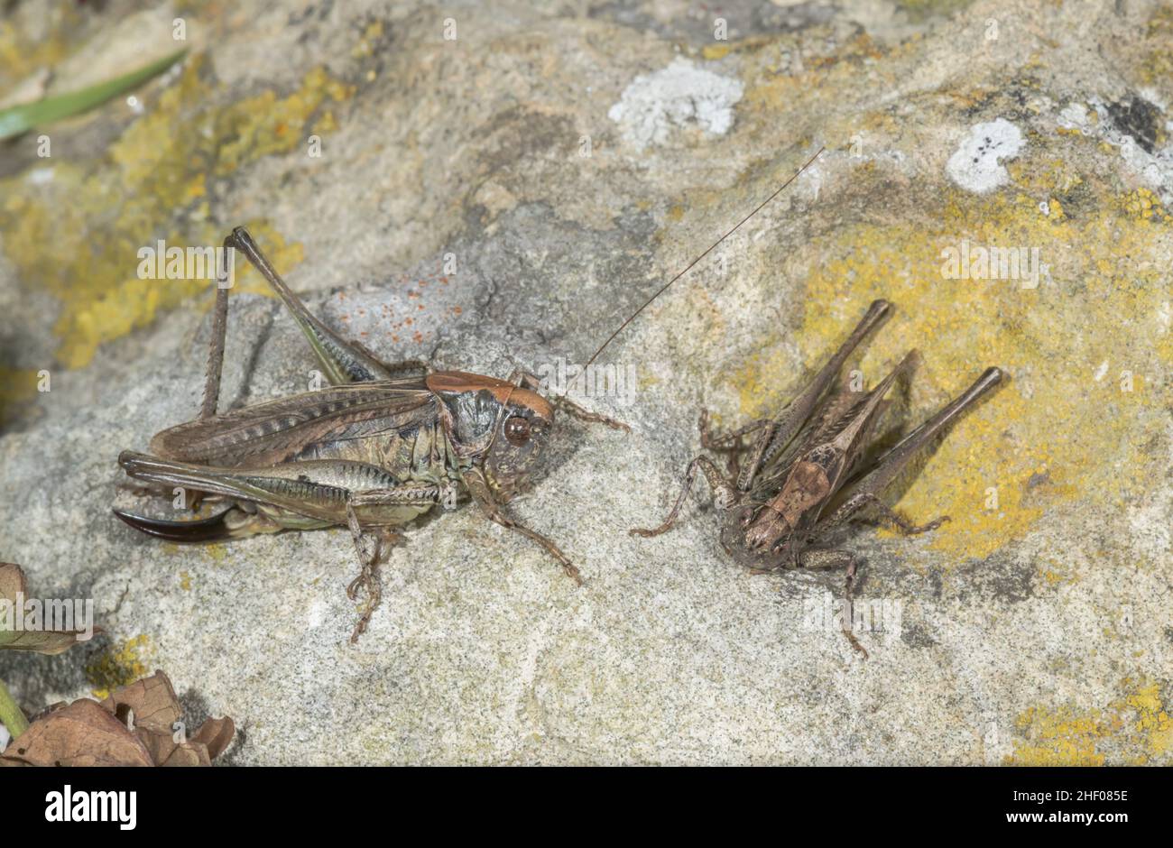 Cricket grigio femmina e maschio (Platycleis albopunctata), Tettigoniidae. Isola di Wight, Regno Unito Foto Stock