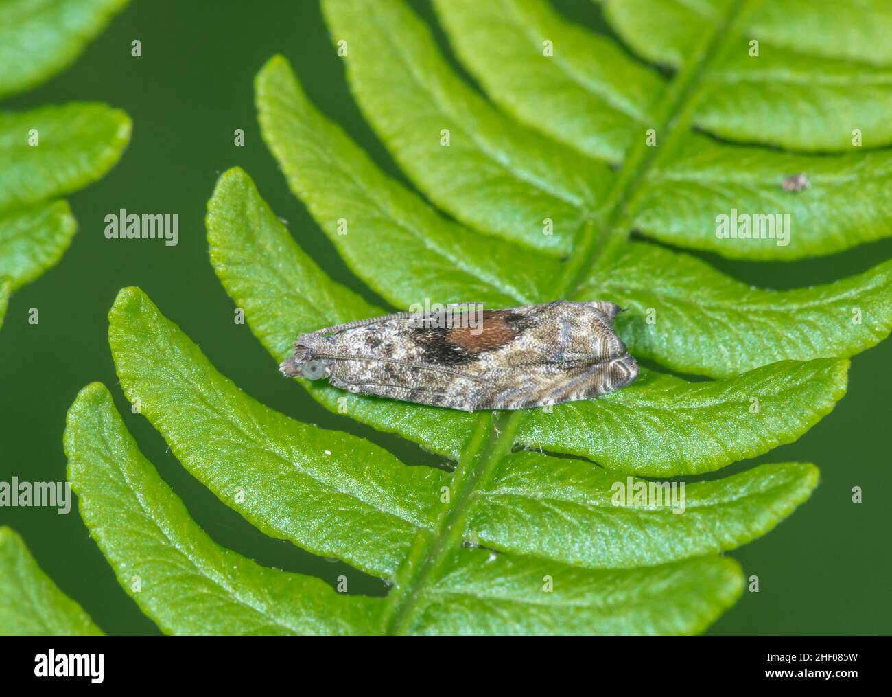 Gray Pioppo Bell Moth (Epinotia nisella) forma decorana, Tortricidae. Sussex Regno Unito Foto Stock
