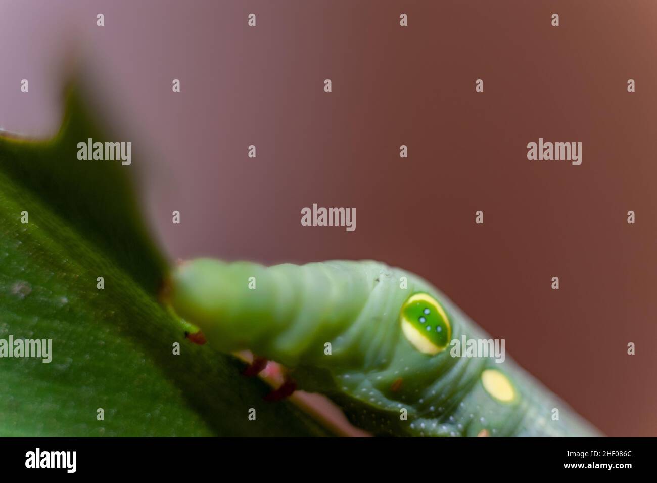 Il falso occhio sul caterpillar verde. Foto Stock