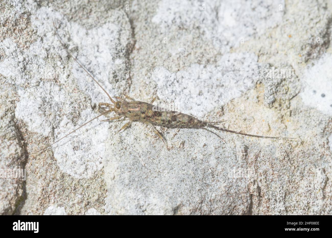 Jumping Bristletail (Petrobius sp), Machilidae su scogliera di gesso. Isola di Wight, Regno Unito Foto Stock