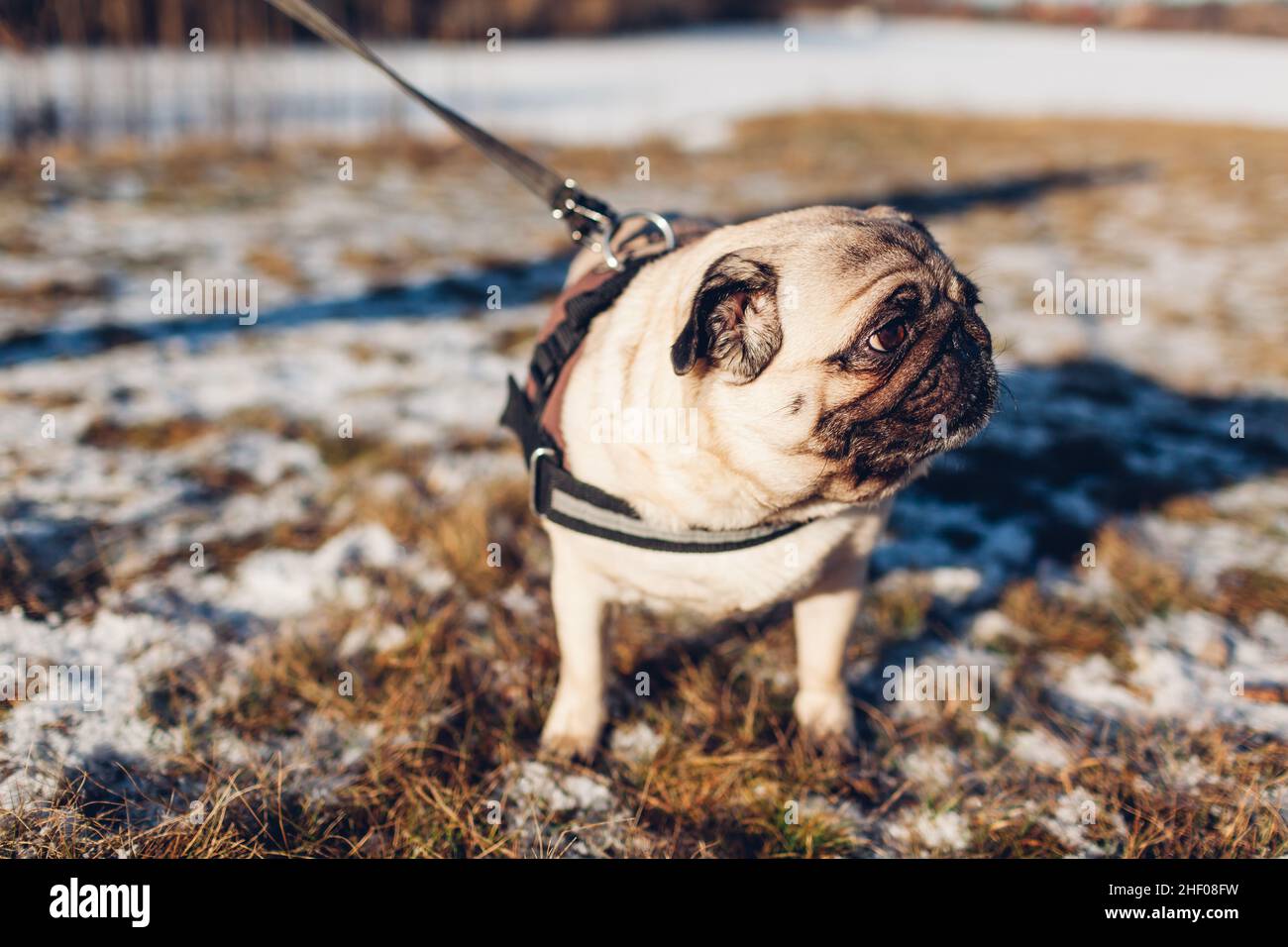 Camminando cane da cannello nel nevoso parco invernale al guinzaglio. Primo piano ritratto della museruola dell'animale domestico. Imbracatura per animali all'aperto Foto Stock