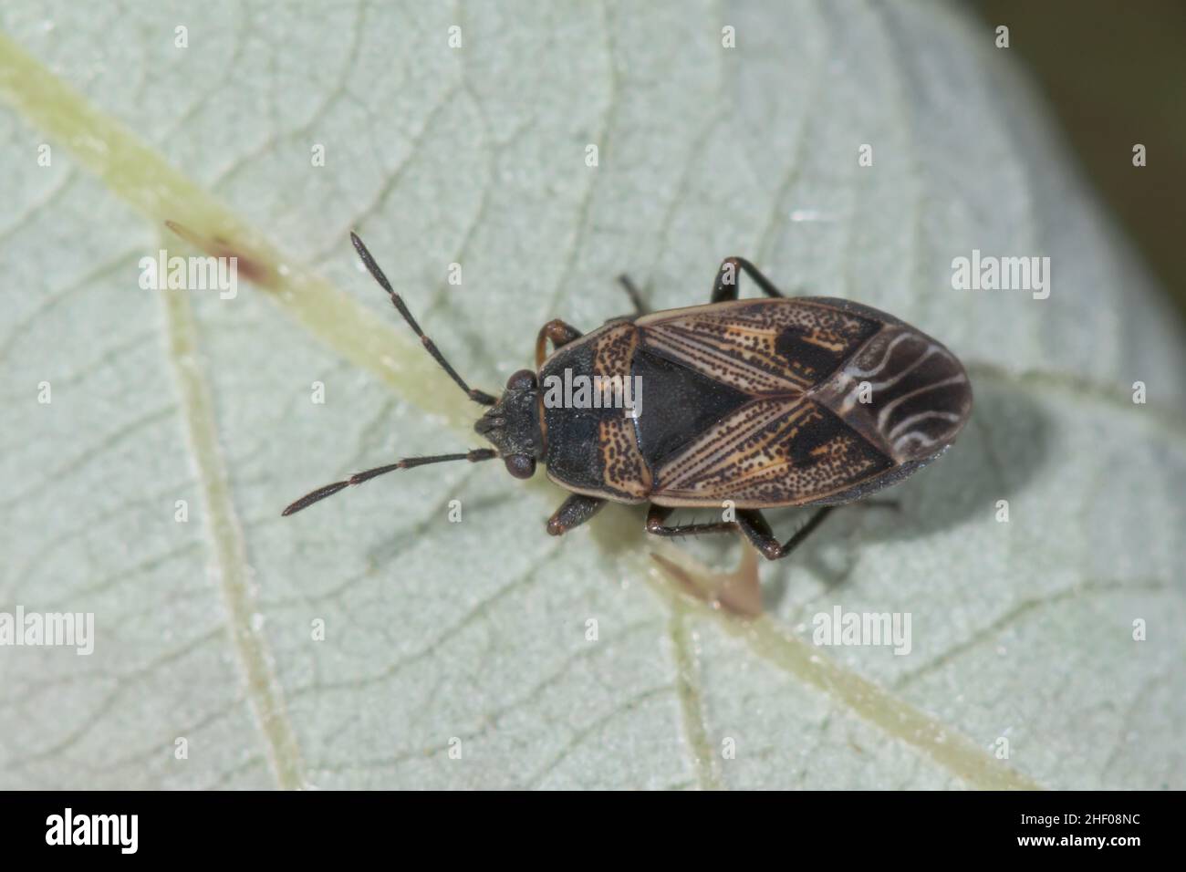 Terreno adulto Bug Trapezonotus cf desertus, Isola di Wight, UK Foto Stock