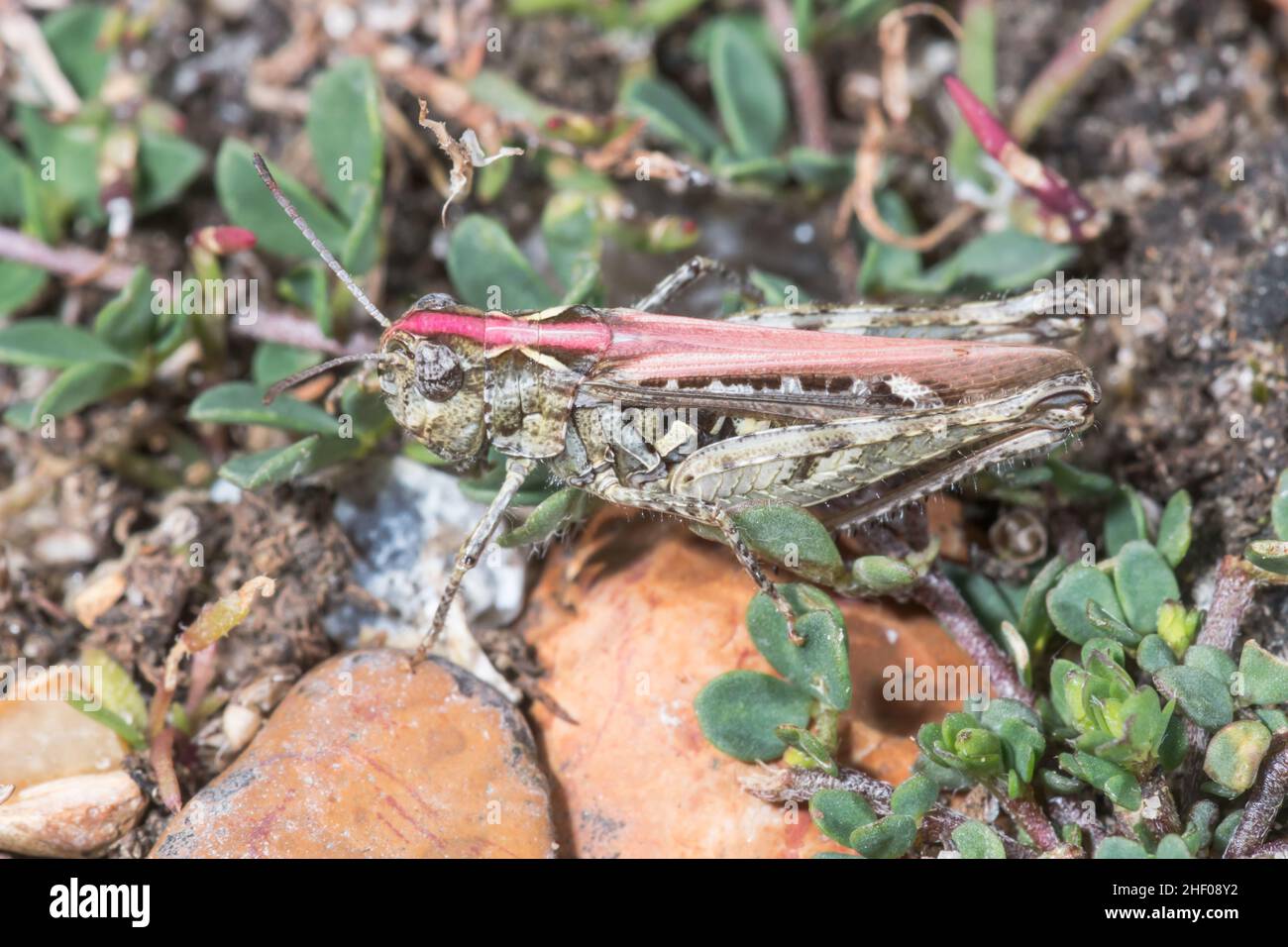 Grasshopper femmina rosa (Myrmeleotettix maculatus), Acrididae. Sussex, Regno Unito Foto Stock