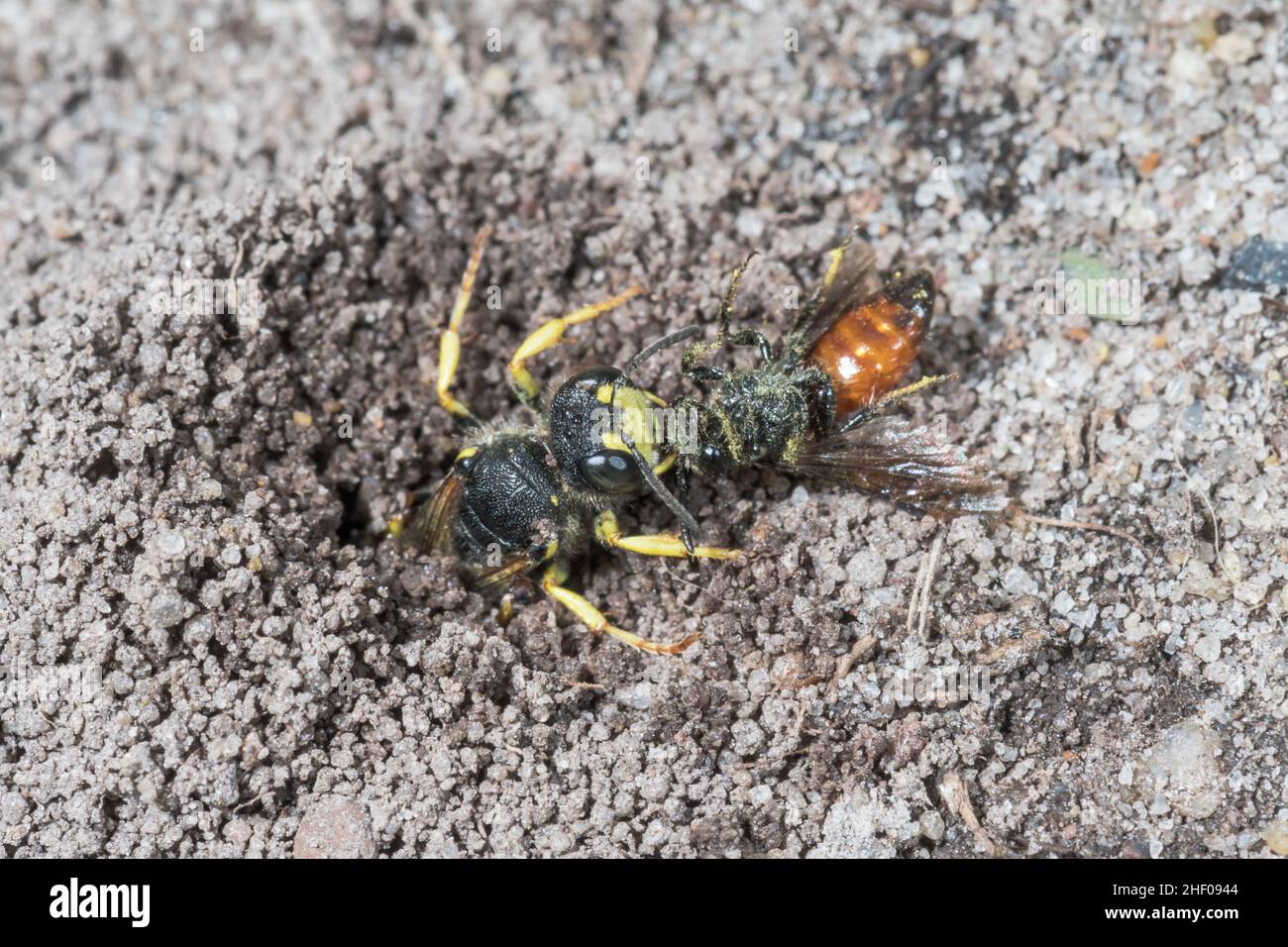 Digger Wasp dalla coda ornata (Cerceris rybyensis) con preda di api solitaria, Crabronidae. Sussex, Regno Unito Foto Stock
