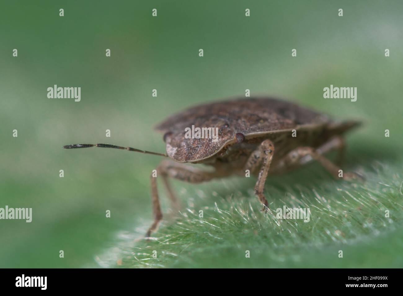 Raro Shieldbug (Sciocoris homalonotus) seduto in foglia, Pentatomidae. Sussex, Regno Unito Foto Stock