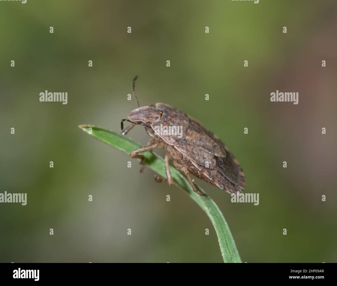 Raro Shieldbug (Sciocoris homalonotus), Pentatomidae. Sussex, Regno Unito Foto Stock