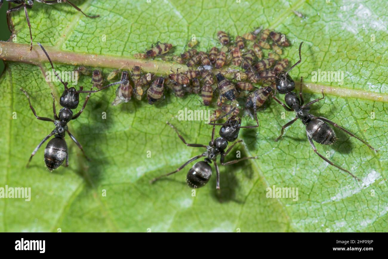 Afidi di betulla a bande rosse (Callipterinella tubercolata), tendente alle Ante nere (Lasius niger). Sussex, Regno Unito Foto Stock