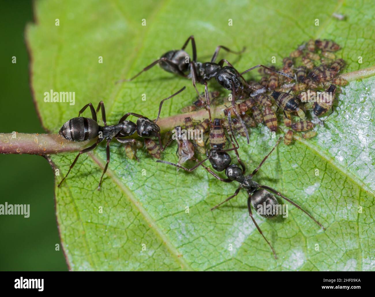 Scarse afidi di betulla a banda rossa (Callipterinella tuberculata) curate dalle formiche nere (Lasius niger). Sussex, Regno Unito Foto Stock