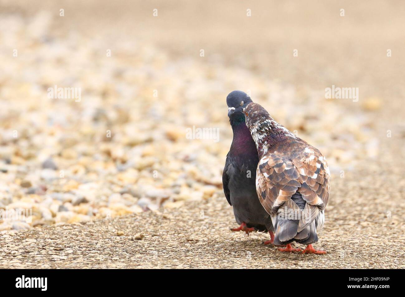 Coppia di piccioni sulla strada Foto Stock