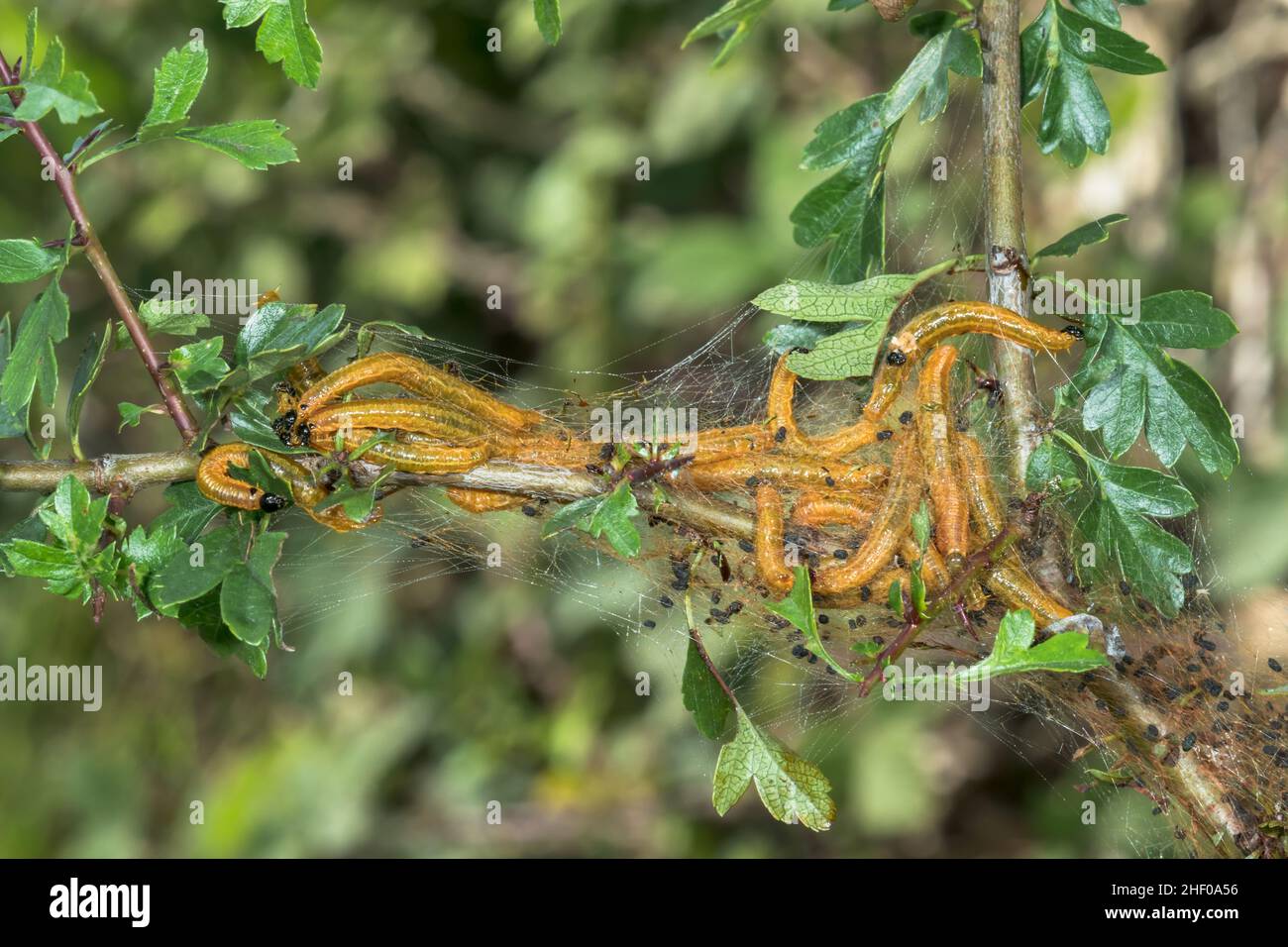 Larve, Pamphiliidae, Symphyta. Sussex, Regno Unito Foto Stock