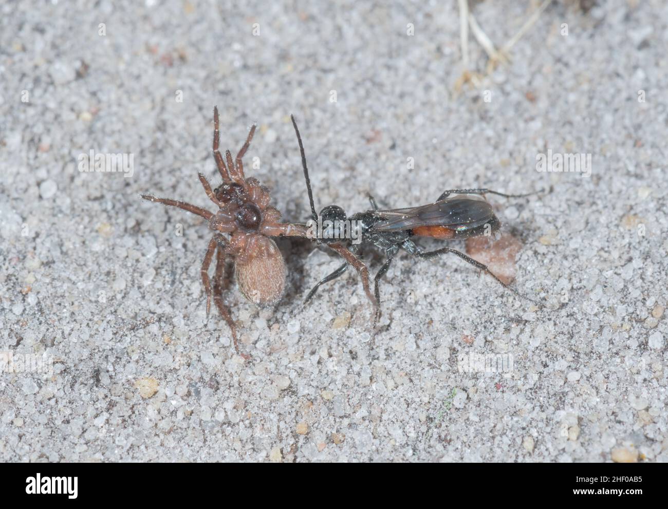 Caccia al ragno Wasp con (arbicipes alopecosa) preda, Pompilidae. Sussex, Regno Unito Foto Stock