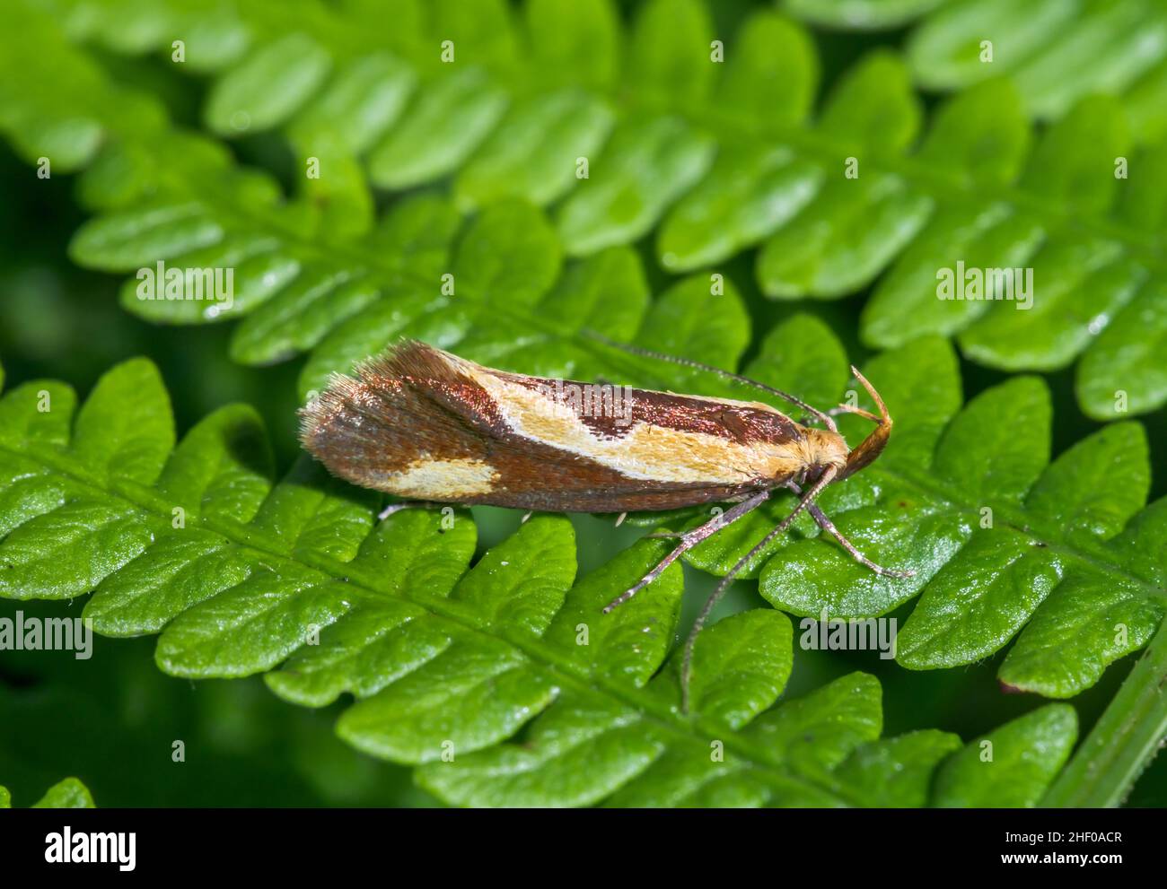 Molto raro tubo a strisce (Harpella forficella) Micro Moth, Oecophoridae. Sussex, Regno Unito Foto Stock