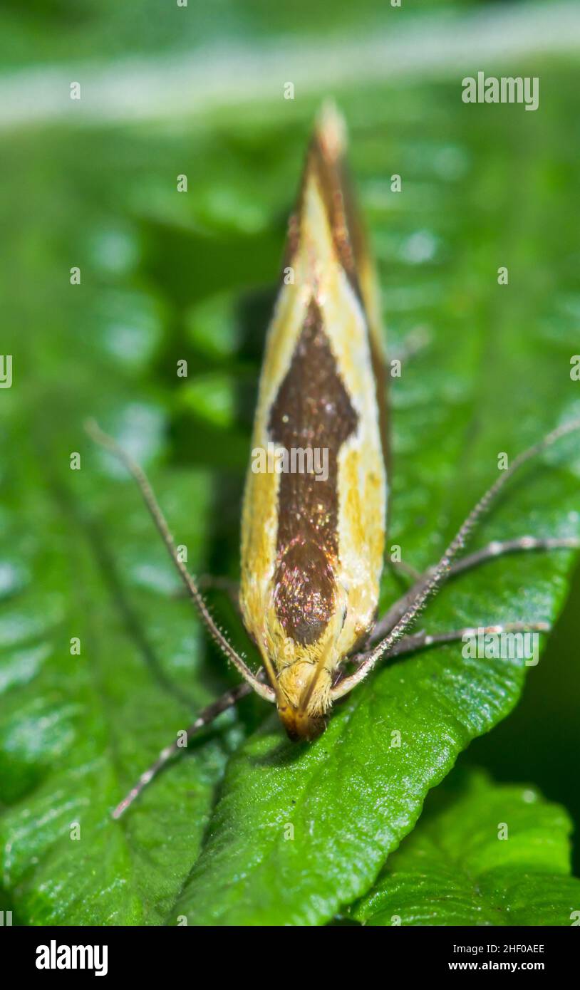 Rarità - tubo a strisce (Harpella forficella) Micro Moth, Oecophoridae. Sussex, Regno Unito Foto Stock