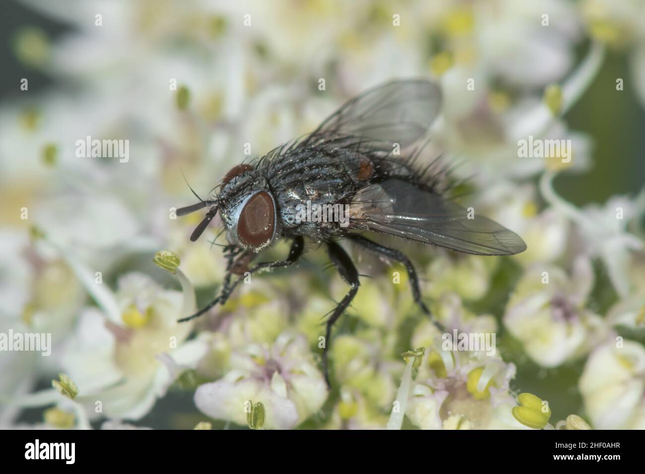 Tachinid Fly (Phryxe cf vulgaris). Parassita di lepidoptera, Tachinidae. Sussex, Regno Unito Foto Stock
